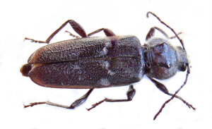 Hylotrupes bajulus01.jpg © Siga