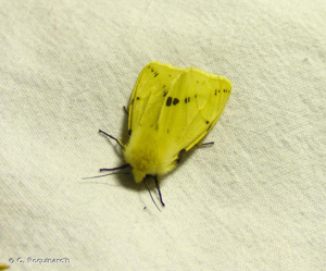 <i>Spilarctia lutea</i> (Hufnagel, 1766) © O. Roquinarc'h