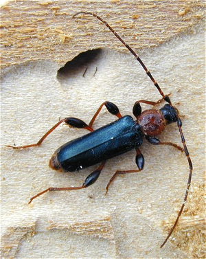 Phymatodes testaceus-1.jpg © User:Gerhard Elsner