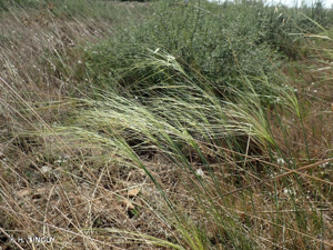 <i>Stipa offneri</i> Breistr., 1950 © H. TINGUY