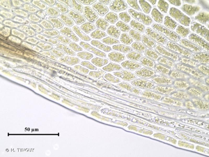 <i>Fissidens crassipes</i> Wilson ex Bruch & Schimp., 1849 © H. TINGUY