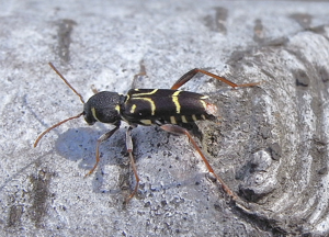 Xylotrechus antilope side.JPG © Siga