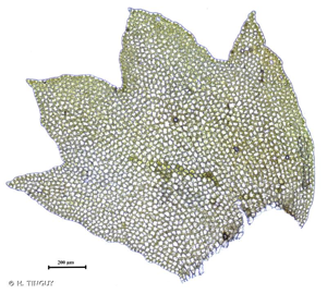 <i>Barbilophozia barbata</i> (Schmidel ex Schreb.) Loeske, 1907 © H. TINGUY