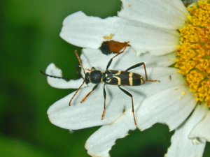 Cerambycidae - Clytus rhamni.JPG © Hectonichus