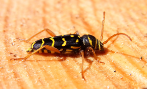 Plagionotus arcuatus side2.jpg © Siga