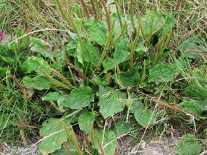 <i>Plantago major </i>subsp.<i> major</i> L., 1753 © G. Leveslin