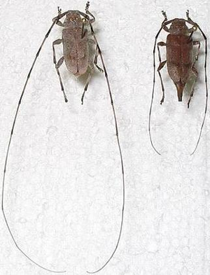 AcanthocinusAedilis.jpg © No machine-readable author provided. Trépas~commonswiki assumed (based on copyright claims).