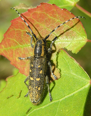 Saperda populnea brok beentree.jpg © Commons