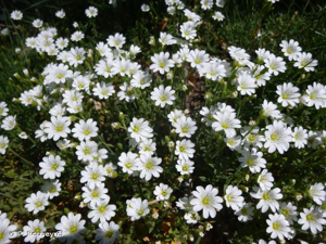 <i>Cerastium arvense </i>subsp.<i> arvense</i> L., 1753 © P. Rouveyrol