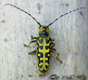 Saperda scalaris up.jpg © Siga
