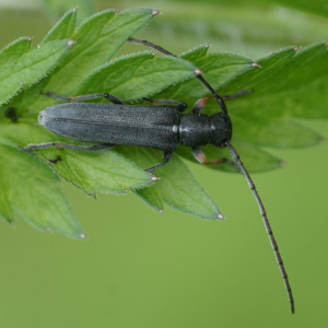 Phytoecia cylindrica01547.JPG © Martin Andersson