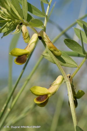 <i>Vicia melanops</i> Sm., 1813 © R. Dupré MNHN/CBNBP