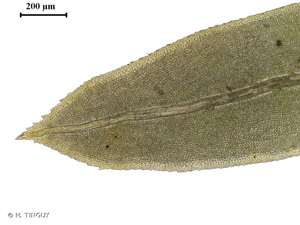 <i>Fissidens dubius</i> P.Beauv., 1805 © H. TINGUY
