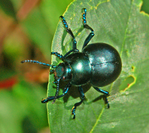 Chrysomelidae - Timarcha tenebricosa.JPG © Hectonichus
