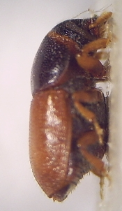 01d Scolytus intricatus Männchen rechte Seite 20fach.jpg © Fdcgoeul