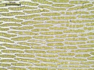 <i>Loeskeobryum brevirostre</i> (Brid.) M.Fleisch., 1925 © H. TINGUY