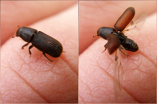 Hylurgus ligniperda.jpg &copy; João Coelho