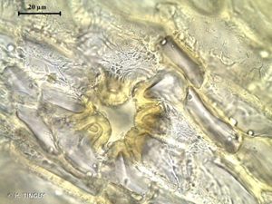 <i>Orthotrichum tenellum</i> Bruch ex Brid., 1827 © H. TINGUY