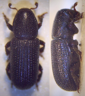 Hylastes ater Imago.JPG © Fdcgoeul