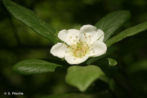 <i>Crataegus germanica</i> (L.) Kuntze, 1891 © S. Filoche