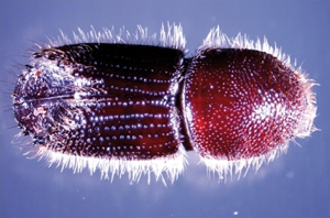 Ips sexdentatus dorsal.jpg © Sergio López and Arturo Goldarazena