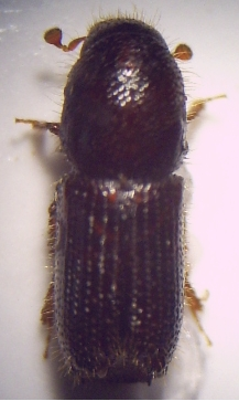 03 Orthotomicus laricis Imago.jpg © Fdcgoeul