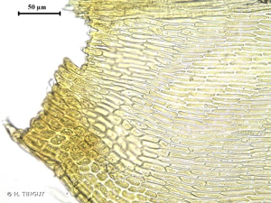<i>Campyliadelphus chrysophyllus</i> (Brid.) R.S.Chopra © H. TINGUY