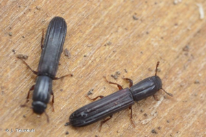<i>Colydium elongatum</i> (Fabricius, 1787) © J. Touroult