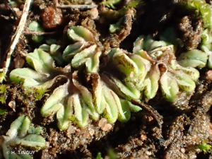 <i>Riccia sorocarpa</i> Bisch., 1835 © H. TINGUY