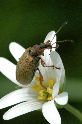Polydrusus.mollis.jpg &copy; James K. Lindsey