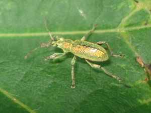 Phyllobius arborator 01.jpg © Sanja565658