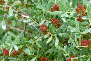 <i>Pistacia lentiscus</i> L., 1753 © O. Roquinarc'h