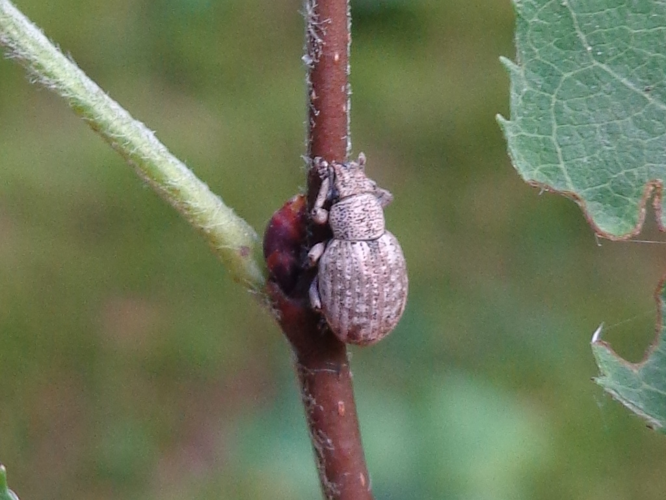 Strophosoma capitatum 01.JPG &copy; AfroBrazilian