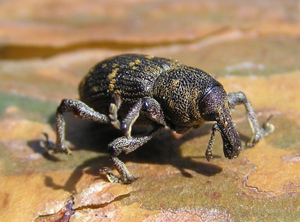 Hylobius abietis 3 bialowieza forest beentree.jpg © Commons