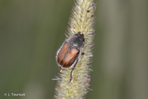 <i>Anisoplia villosa</i> (Goeze, 1777) © J. Touroult
