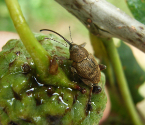 Curculio3.jpg © Elke Freese