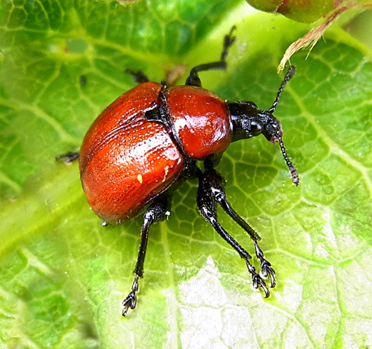 Attelabus nitens natur.jpg © Siga