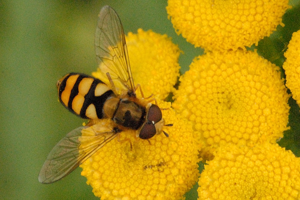 Eupeodes.latifasciatus.male.jpg © James K. Lindsey