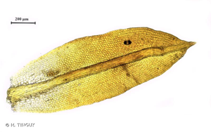 <i>Zygodon forsteri</i> (Dicks.) Mitt. © H. TINGUY