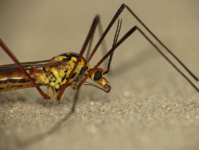 Nephrotoma submaculosa (8878609121).jpg &copy; Donald Hobern from Copenhagen, Denmark