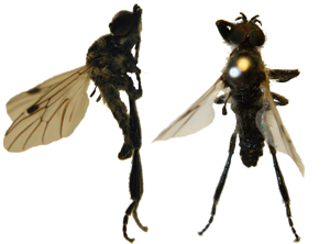 Bibionidae.jpg © Cody Hough