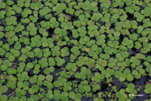 <i>Spirodela polyrhiza</i> (L.) Schleid., 1839 © P. Gourdain