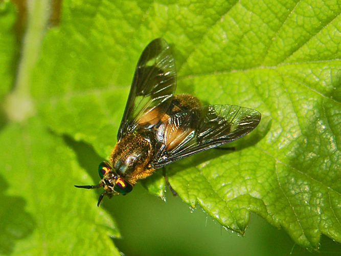 Tabanidae - Chrysops caecutiens.JPG © Hectonichus