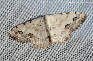 <i>Scopula decorata</i> (Denis & Schiffermüller, 1775) © Q. ROME & A. LEVEQUE (Entomo Fauna)