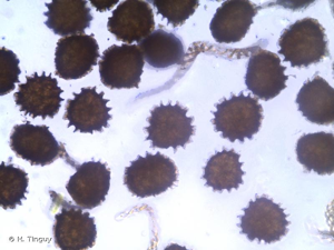 <i>Fossombronia pusilla</i> (L.) Nees, 1838 © H. Tinguy