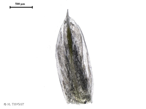 <i>Amaranthus hybridus</i> L., 1753 © H. TINGUY