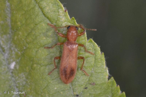 <i>Opilo pallidus</i> (Olivier, 1795) © J. Touroult