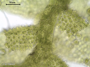 <i>Cololejeunea rossettiana</i> (C.Massal.) Schiffn., 1893 © H. TINGUY
