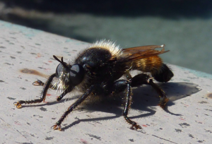 Laphria flava.jpg © --Xocolatl (talk) 10:21, 6 September 2010 (UTC)