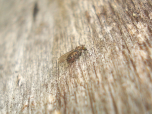 Medetera jacula 01.JPG © Sanja565658